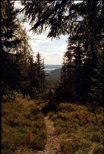 A color photograph of a nature scene. A trail through the heather leads down the mountain. In the distance, a lake can be seen between the firs in the forest.