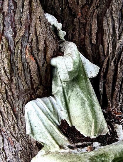 A white marble angel sculpture on a gravestone which has, over the years, been partially engulfed by a nearby tree.