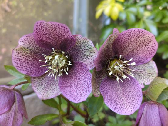 Two hellebore flowers, purple with greenish tones, and darker purple speckles all over