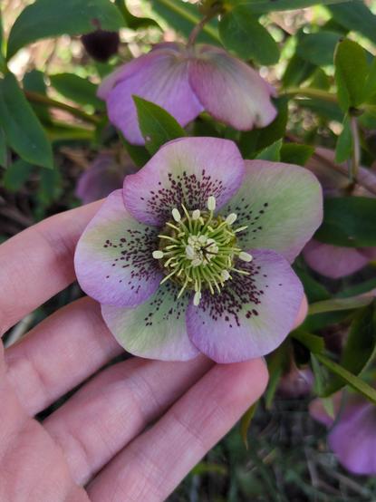 A single hellebore flower, more pinkish and with lime green, with deep purple speckles
