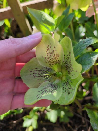 A single flower, greenish yellow with dark purple speckles