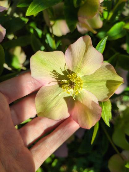 Greenish yellow in the middle of each petal, with pink around the edges. No speckles this time.