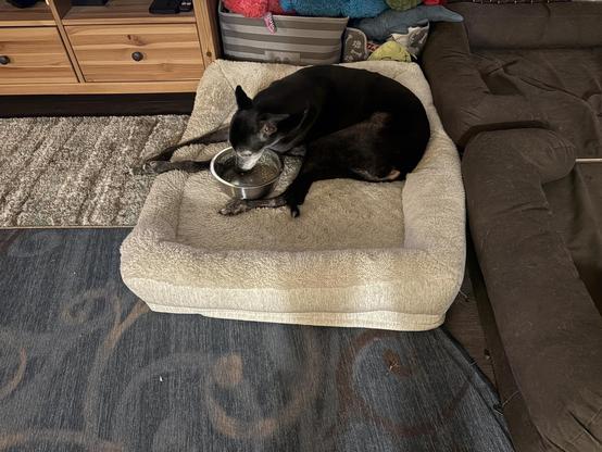 Photo of a black greyhound dog eating out of his food bowl while laying in a white dog bed.