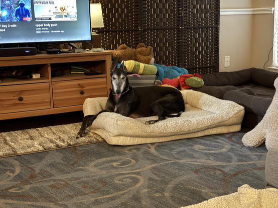 Photo of a black greyhound dog with an aged white face laying in a white dog bed with his head up and ears perked.