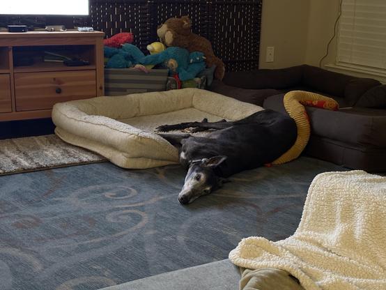 Photo of a black greyhound dog laying off to the side of a white dog bed, with legs in the bed but his body on the floor.