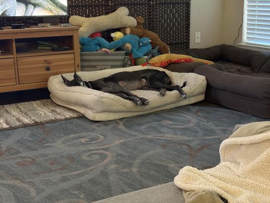 Photo of a black greyhound dog laying in a white dog bed asleep.