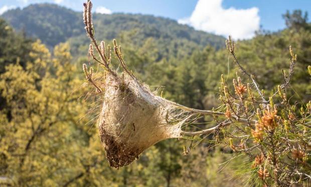 Un nido de procesionaria construido en la rama de un pino. (Andy Soloman)