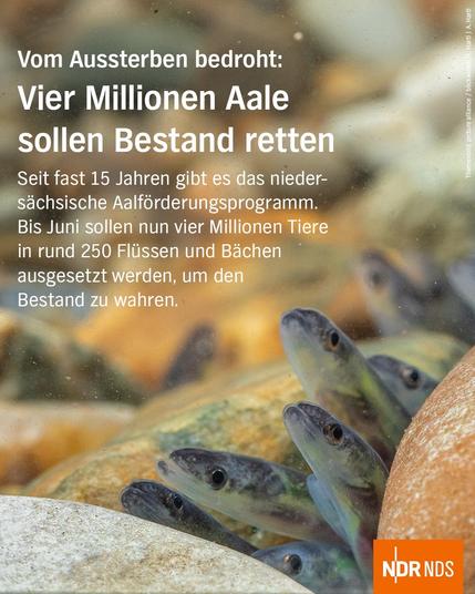 Bild: Eine Handvoll Glasaale schaut aus der Deckung hervor.

Text: Vom Aussterben bedroht:
Vier Millionen Aale sollen Bestand retten

Seit fast 15 Jahren gibt es das niedersächsische Aalförderungsprogramm. Bis Juni sollen nun vier Millionen Tiere in rund 250 Flüssen und Bächen ausgesetzt werden, um den Bestand zu wahren.