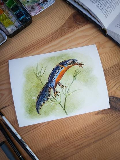 illustration de Triton alpestre mâle avec matériel de peinture