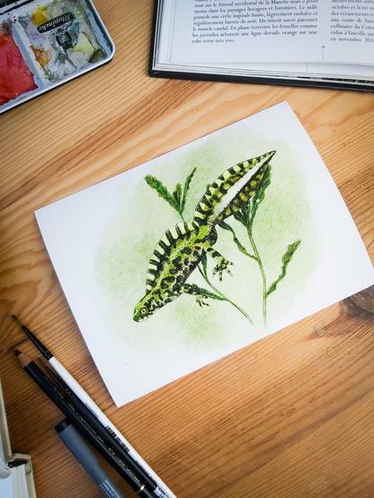 illustration d'un triton marbré