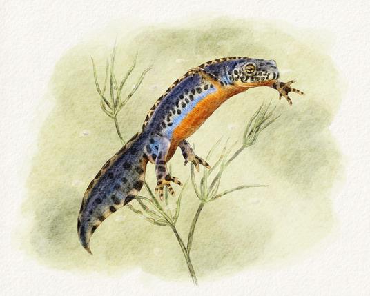 Illustration d'un mâle de Tritons alpestre