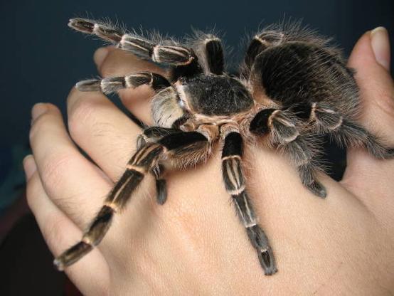 Fuzzy giant tarantula on a young man’s hand. Look at that sweet fuzzy face.