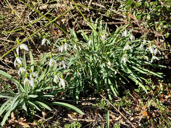 Some snowdrops in the sun with their white flowers and green leaves.