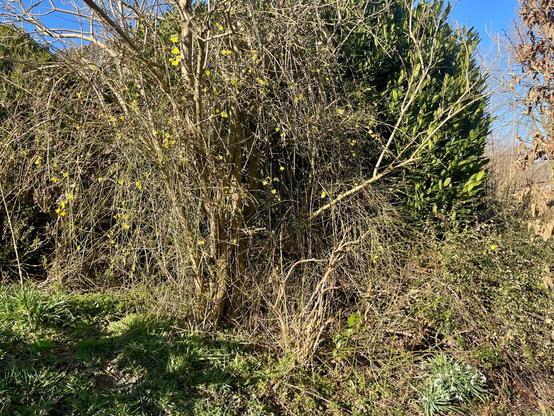 A few shrubs some with leaves and others without and, amongst them, a forsythia with its small yellow flowers. There is small glimpse of blue sky behind the bushes and the whole scene is illuminated by the afternoon sunlight.