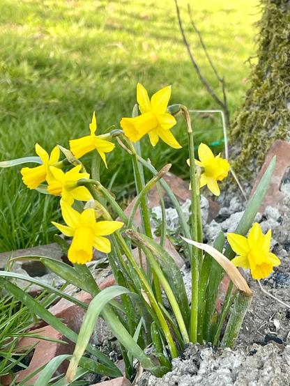 Small daffodils growing in a greyish area of the garden with some bricks on the ground and a grassy background.