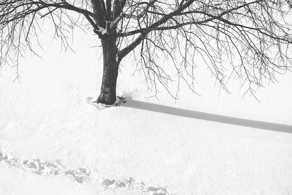 Black and white photo of the bottom half of the tree from a high angle. Ground covered in snow. Trunk shaddow goes out of the frame. There's a single track of footsteps in the snow.
