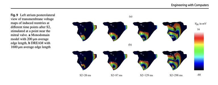 Fig. 9 Left atrium posterolateral view of transmembrane voltage
maps of induced reentries at different time points after S2,
stimulated at a point near the mitral valve. a Monodomain
model with 200 m average edge length, b DREAM with
1600 m average edge length.  Figure 9 shows an example where the DREAM shows a figure-of-eight reentry while the mono-
domain model shows a spiral reentry. This difference arose
from the lack of source-sink mismatch representation in
the DREAM. In both cases, the reentries were sustained
for the full 1000 ms simulated.