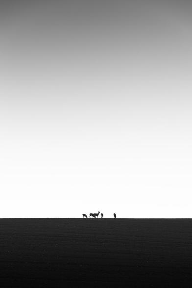 black and white. portrait format. 5 deer stand on a ridge. in the background a cloudless sky with a slight gray gradient. a good portion of negative space and overall minimalist to the maximum.
