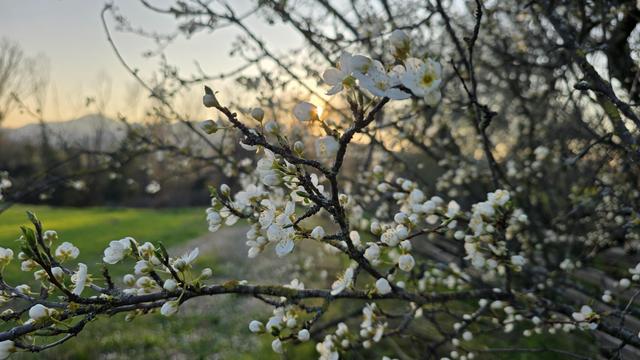 The image shows a tree branch covered with white plum blossoms in a natural setting. The background features a grassy area, trees, and a sunset creating a serene atmosphere.