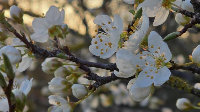 The image shows a close-up of white plum blossoms on a tree branch. The flowers have delicate petals with yellow stamens, and the branches have small buds and green leaves. The background is softly blurred, highlighting the blooms.