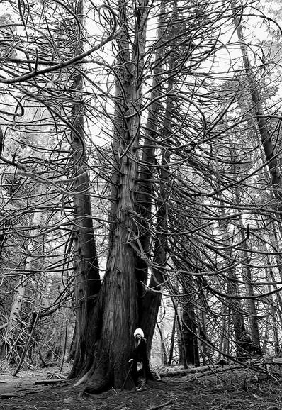 A black & white photograph of me standing next to big cedar trees in a dense forest. The trees have thick, gnarled trunks & many bare, winding branches that reach upward & outward, creating a visual texture. I'm wearing a white fur hat & dark clothing, partially obscured by the tree's trunk. The forest floor is covered with leaves & twigs, adding to the overall sense of a wild, untamed environment. Other tall trees surround the primary subject forming a dense forest scene.