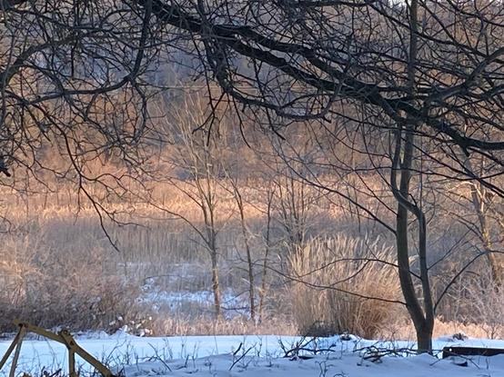 Color image of a marsh located in Bath Township, Summit County, Ohio, USA. Image shows the marsh beginning to thaw after a long winter freeze, the sun reaching the surface plants and switching them from winter to spring, snow in the filed running to the marsh,  ice and dormant plants across the marsh, framed by trees absent leaves.