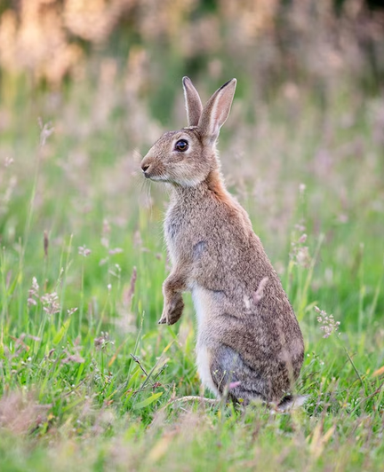 Photograph of an alert rabbit sitting on its haunches.