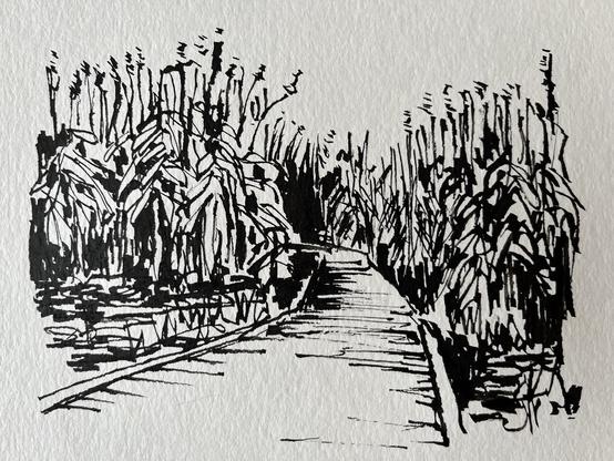 A oen and ink drawing made with the modified 6mm Parallel Pen, showing reeds and a boardwalk in a wetland environment. A huge variety of stroke widths is visible.