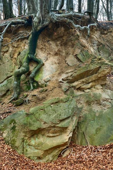 Remains of an old, small sandstone quarry in the forest. On the exposed stone slope there is a large root of a beech tree growing over a precipice. The root resembles a lizard that helps the tree stay alive. One of the large stones below the lizard resembles a simplified silhouette of a sad human head.