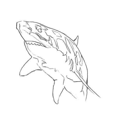 Shark Outline