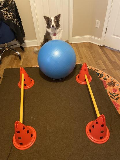 border collie sitting behind an exercise (yoga) ball. in front of that are two cavaletti set up as guardrails so she can push the ball toward me without getting too off-track.