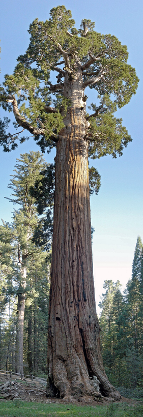Der General Grant Tree, ein Riesenmammutbaum, der über 1500 Jahre alt ist.