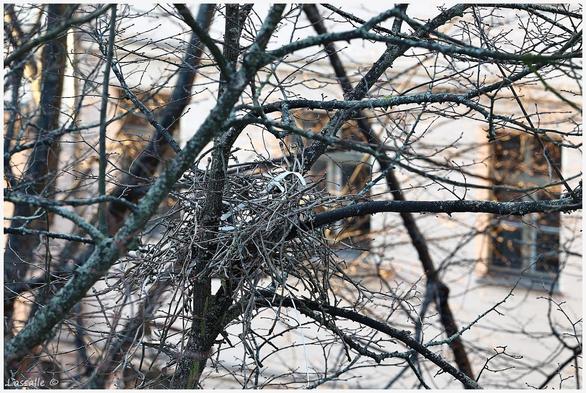 In einem Baum sind erste Anzeichen eines Nestbaus zu erkennen. In einer Astgabel entsteht ein Geflecht aus dünnen, langen Asttrieben. Mittendrin findet sich allerdings ein bereits eingearbeitetes Stück Wohlstandsmüll, ein weißes Kunststoffband. 
Im Hintergrund, etwas unscharf abgebildet, sind Sprossenfenster eines Berliner Altbaus zu erkennen. Einige sind in leicht sonniges Lichtgetaucht, das von links in diesen Hinterhof fällt.