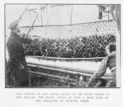 Black-and-white photo: The opening of the oyster season in the South Island. 1921. Description: A net full of shellfish being hauled aboard a trawler in Foveaux Strait. Two men are working in the foreground, one of them wearing a dark coat and cap. Citation: Supplement to the Auckland Weekly News, 19 May 1921, p. 42. Auckland Libraries Heritage Collections AWNS-19210519-42-02. https://kura.aucklandlibraries.govt.nz/digital/collection/photos/id/242070