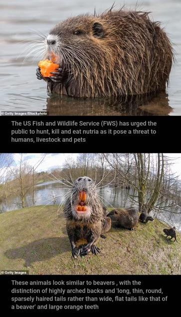 2 photos of the nutria from the article 

When is in a body of water eating something orange the other is showing off it's very orange teeth they look like beavers
