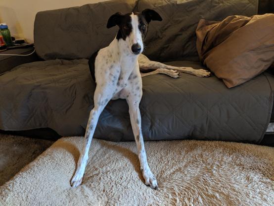 Photo of a white greyhound dog with a black face mask wither her butt sitting on a couch while her front is standing on the floor.