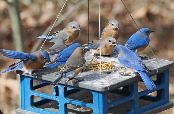 Nine bluebirds are on the top of the mealworm feeder, where I left some mealworms.