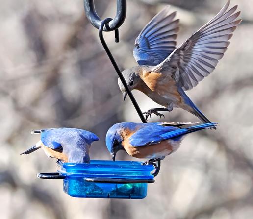 A female bluebird descends from above into the feeder, which has two bluebirds already in it.