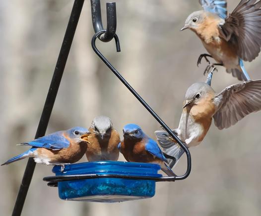 There are 3 bluebirds in the feeder and 2 descending into it.