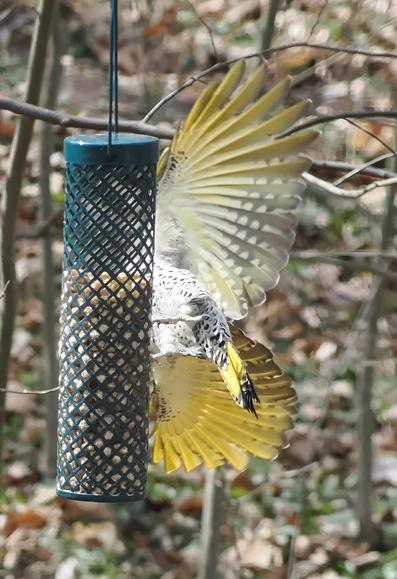 I love the underside of the wings of Northern flickers which, in our part of the country, are bright yellow. Here, a flicker (whose head you can't see, spreads her wings preparatory to taking off from the feeder.