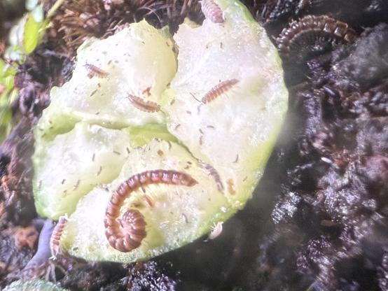 Inside a terrarium, close-up of a cucumber slice that is peppered with tiny isopods having a feast. A millipede can be seen on top, rolled up like a numeral 6.