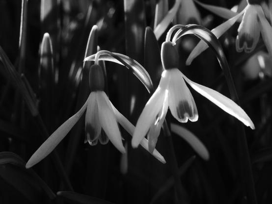 two snowdrops in black and white in front of a darkened background