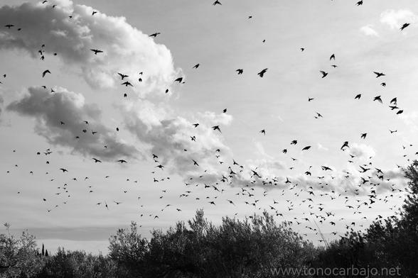 Fotografía en blanco y negro de una gran bandada de pájaros volando en formación dispersa contra un cielo nublado. Las nubes son densas y de color gris claro, creando un contraste con los pájaros oscuros. En la parte inferior de la imagen se observa una línea de árboles y arbustos. La escena transmite una sensación de libertad y movimiento.