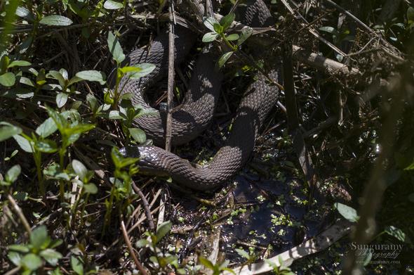A wet marsh area with lots of green vegetation. Curled up in the middle is dark gray snake in a sunspot.