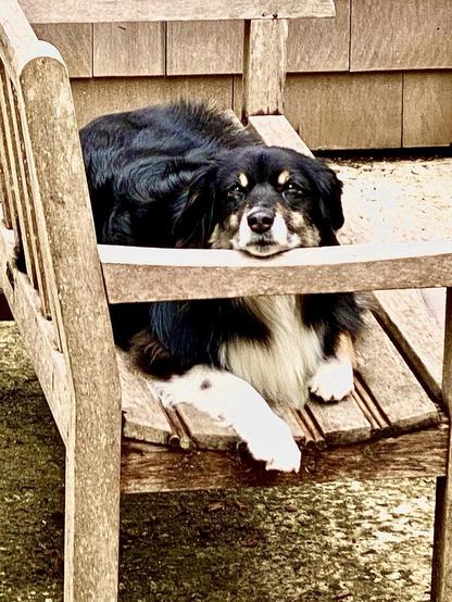 Black tri-colored MAS (Miniature American Shepherd) dog lying on wooden bench with her chin on an arm of the bench. Dog staring at camera.