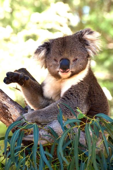 Koala, Koala waving, Koala in a gum tree, male Koala, Drop Bear!, Koala smiling
