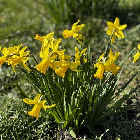 Daffodils in bloom on a sunny day