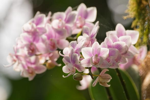 Branches d'orchidées de type phalaenopsis, grandes fleurs de couleur rose pâle tachetées de rose plus sombre