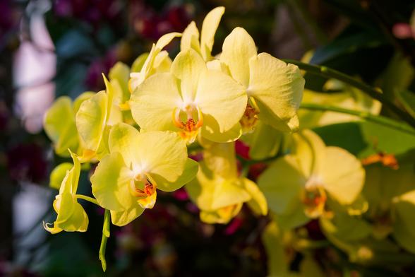 Branches d'orchidées de type phalaenopsis, grandes fleurs de couleur jaune