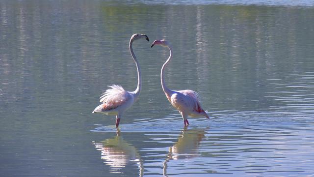 due fenicotteri in uno stagno, con i colli disposti a forma di cuore e le piume arruffate.